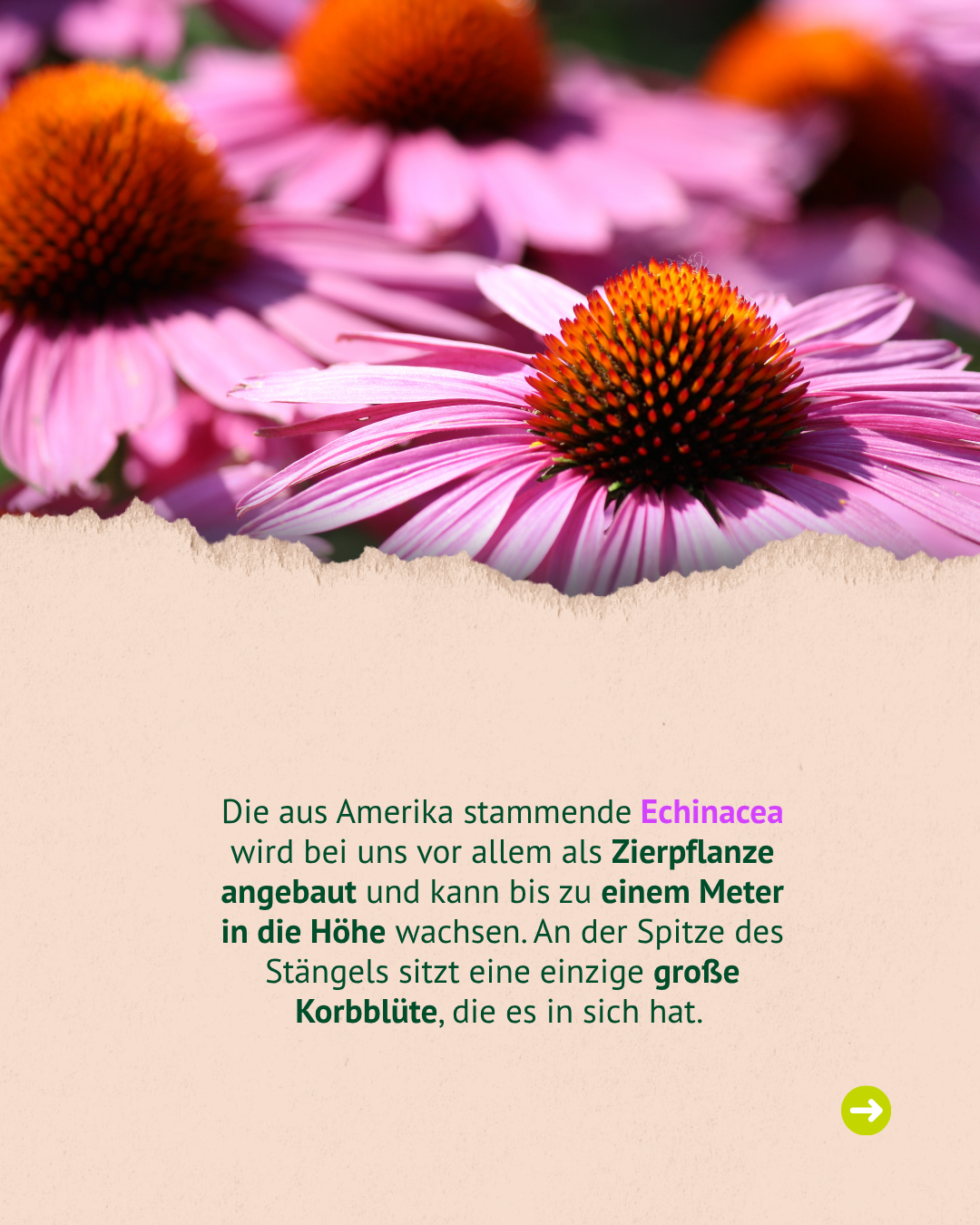 Nahaufnahme von rosa Echinacea-Blüten mit orangefarbenen Kegelköpfen.