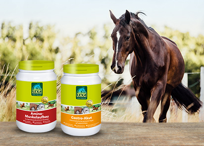 Zwei Dosen von LEXA Pferdeprodukten: Amino-Muskuleaufbau und Gastro-Akut, mit einem Pferd im Hintergrund.