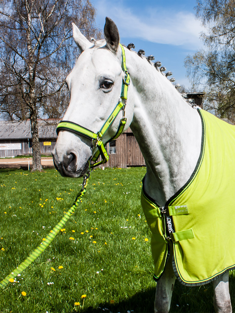 Ein weißes Pferd mit einem leuchtend grünen Sattel und Halfter steht auf einer Wiese mit gelben Blumen.