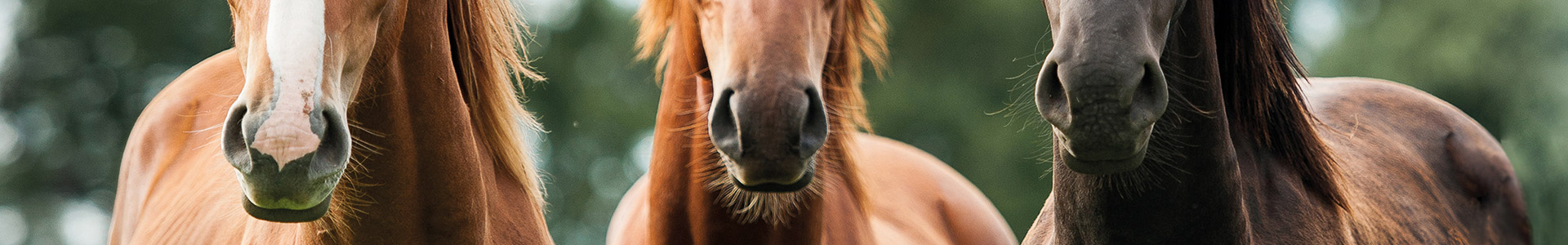 Drei Pferde nebeneinander, zwei braune und ein schwarzes, mit fokussierten Blicken.