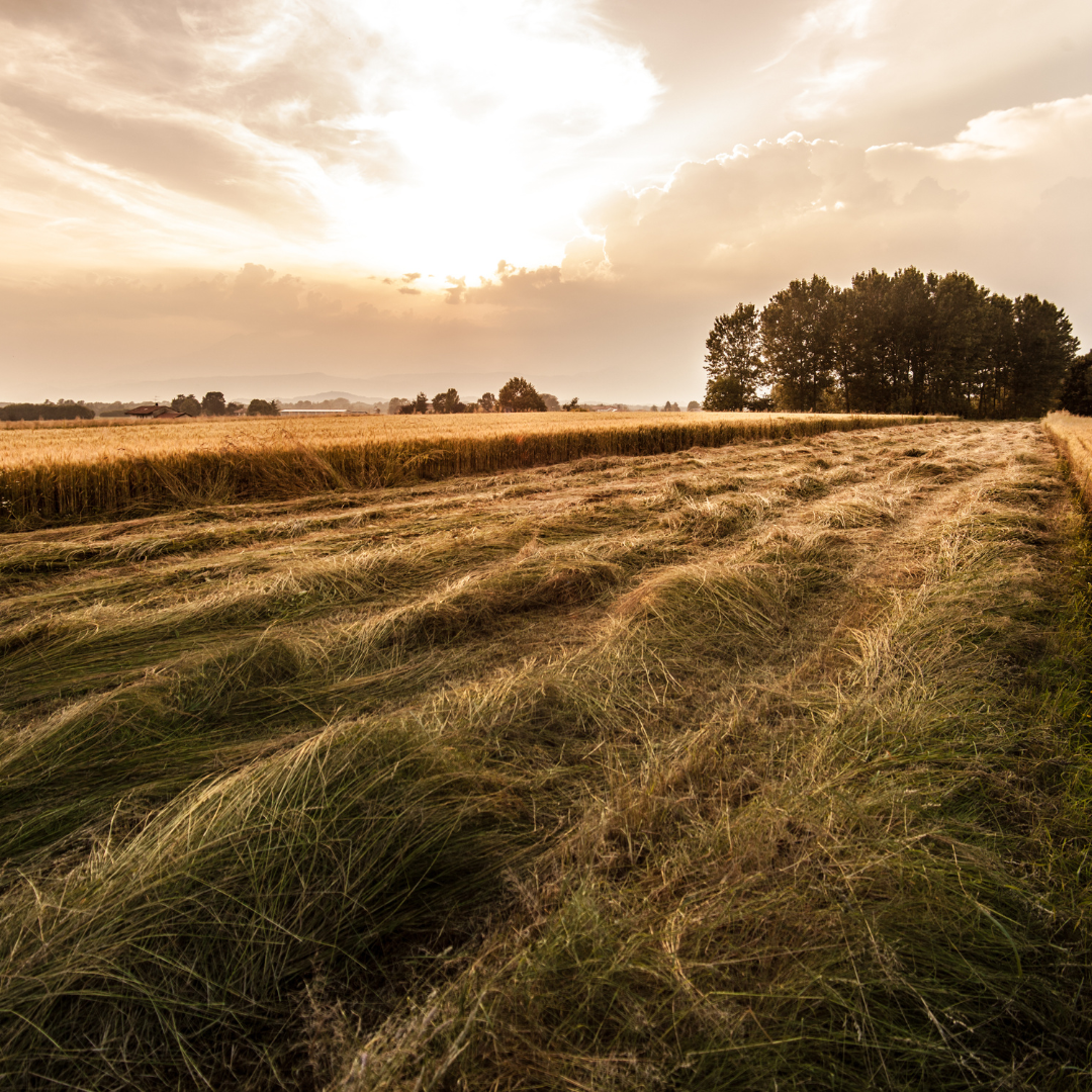 Mash für Pferde besteht aus einer Mischung von Weizenkleie, Hafer & Co.