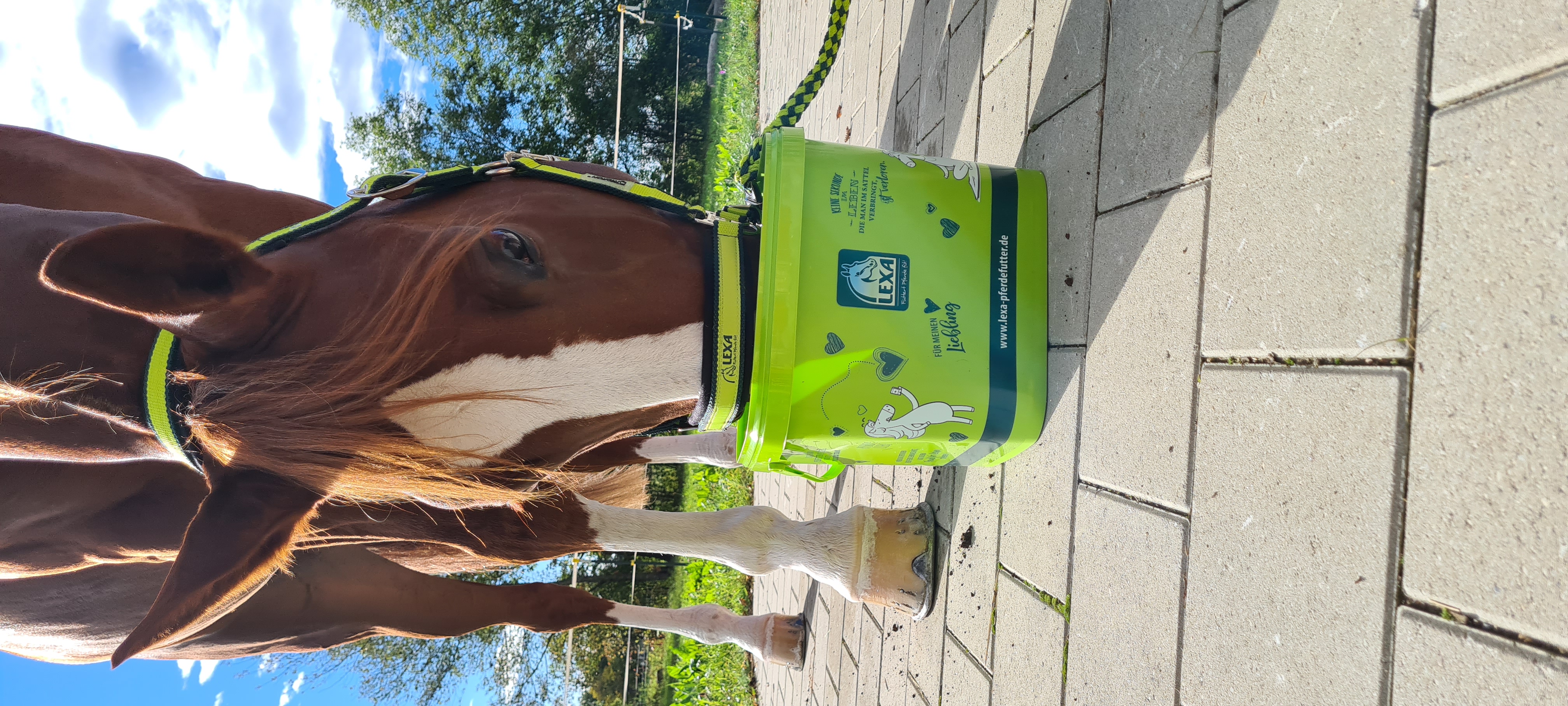 Ein Pferd mit braunem Fell steht vor einem grünen Eimer mit Futter.