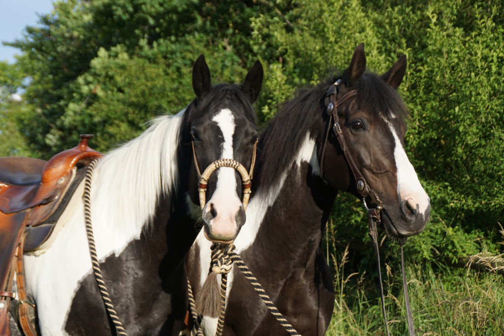 Zomereczeem bij paarden - onze tips