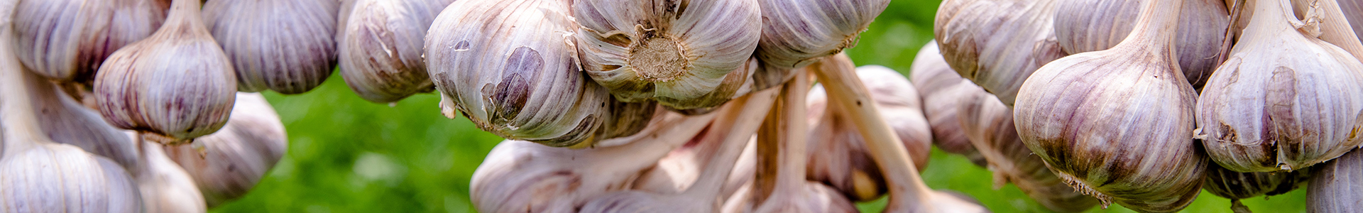 Frische Knoblauchknollen hängen in einer grünen Umgebung.