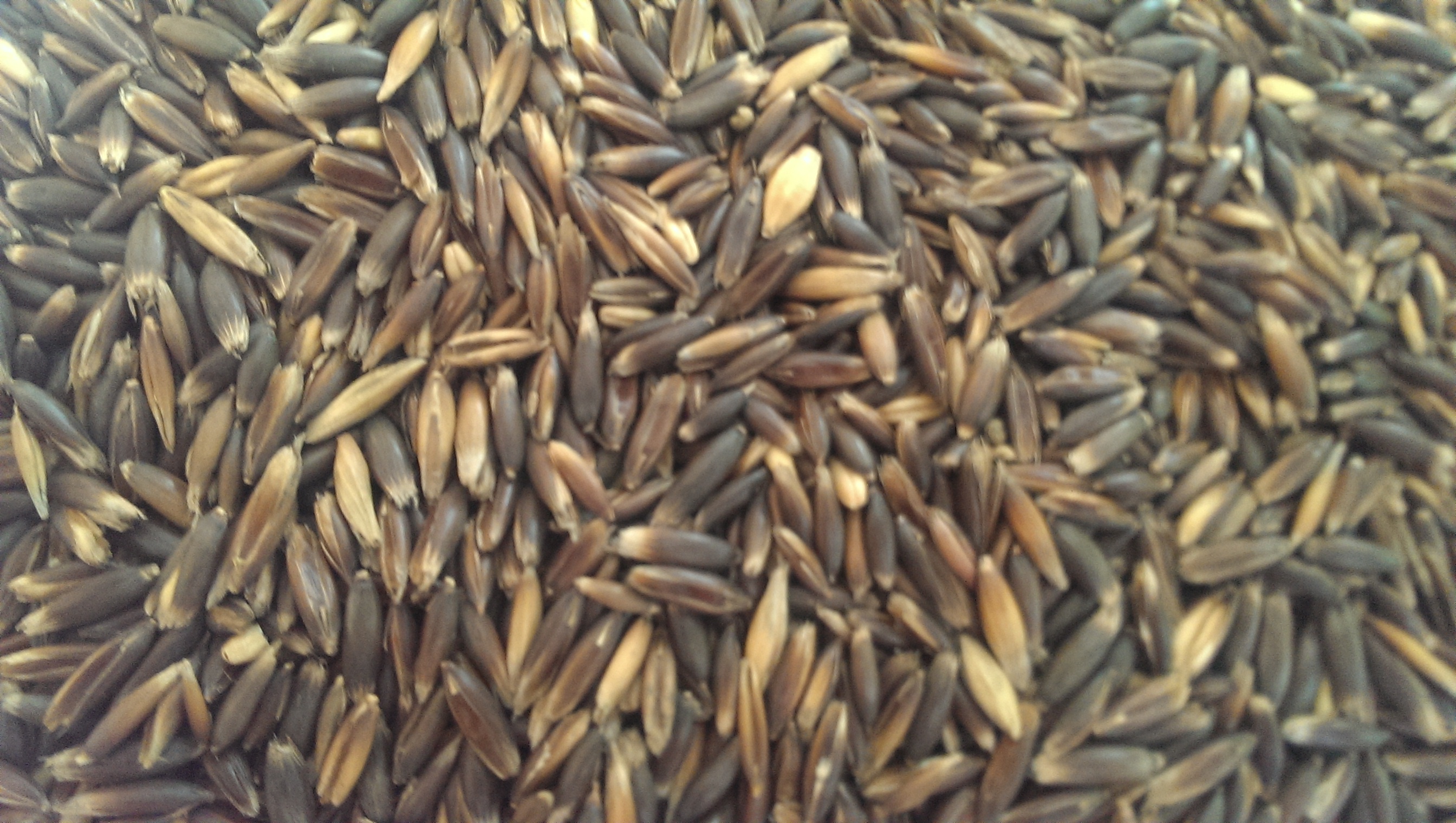 Eine Vielzahl von dunklen Samen, die eng beieinander liegen, mit unterschiedlichen Farbtönen von Braun und Schwarz.