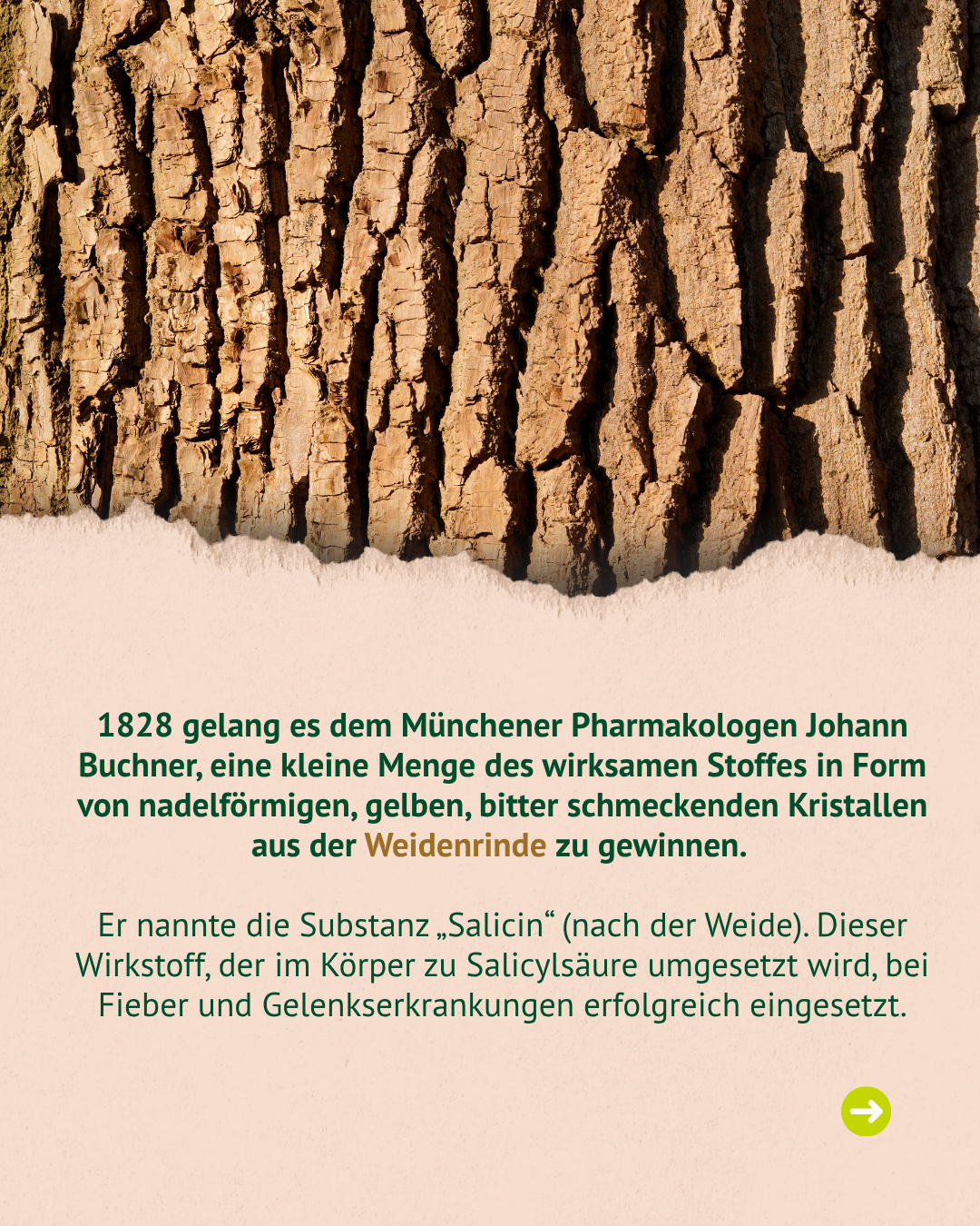 Nahaufnahme von brauner, rissiger Baumrinde über grünem Text auf beigem Hintergrund.