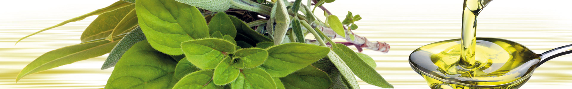 Frische Kräuter wie Basilikum und Oregano mit Olivenöl in einem Löffel.