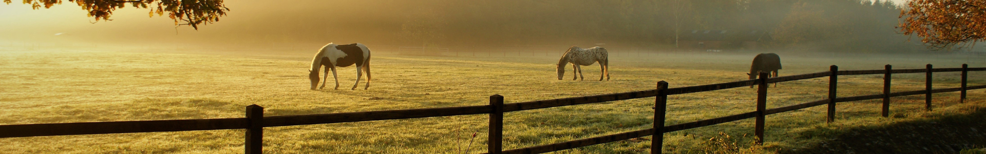 Drei Pferde die auf einer Koppel grasen im Abendlicht