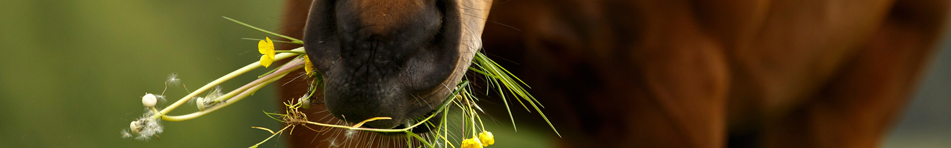 Ein Pferd mit einer Wiese im Maul, umgeben von grünen Pflanzen.