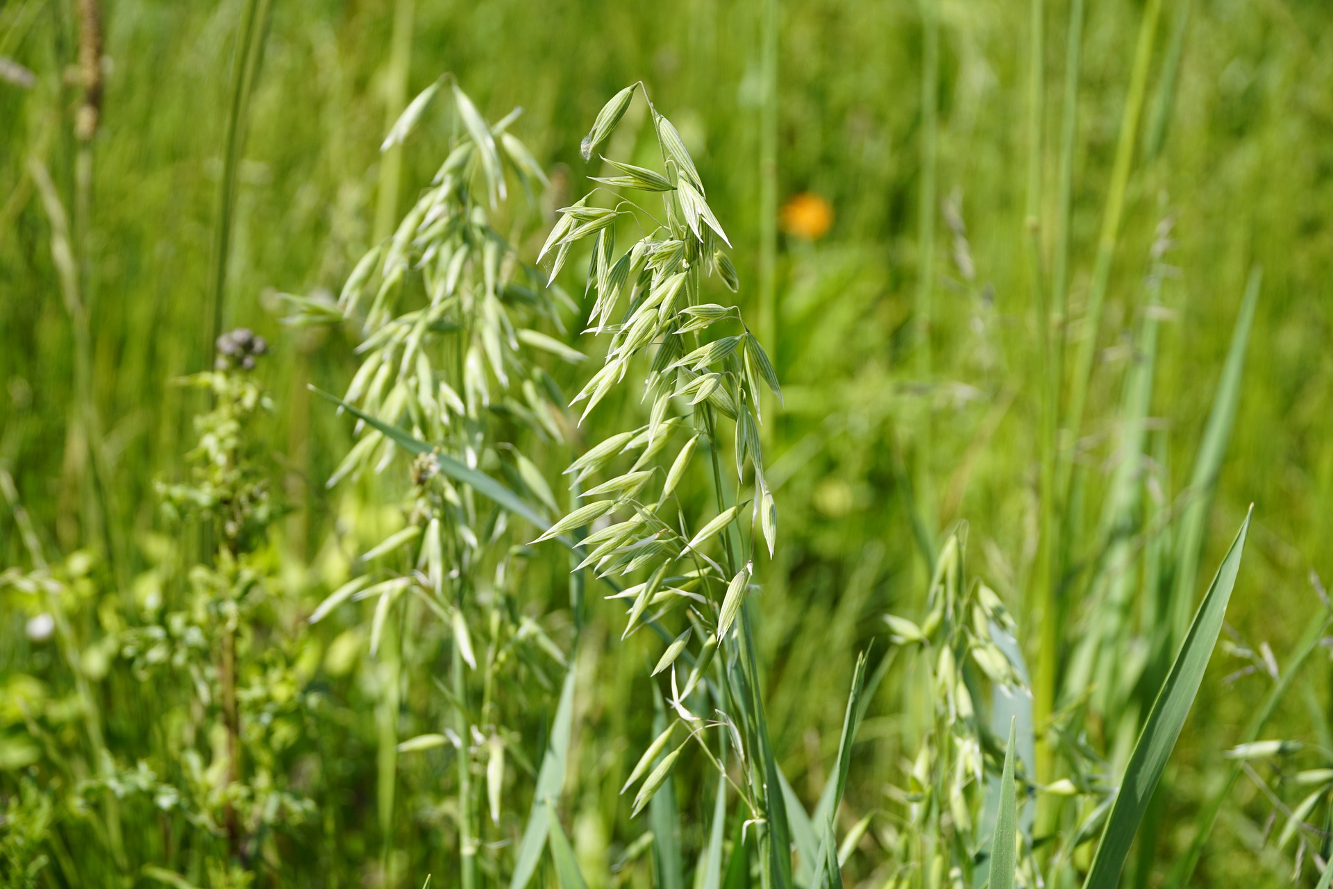 Grüne Haferpflanzen mit langen, schmalen Blättern und hängenden Blütenständen in einer Wiese.