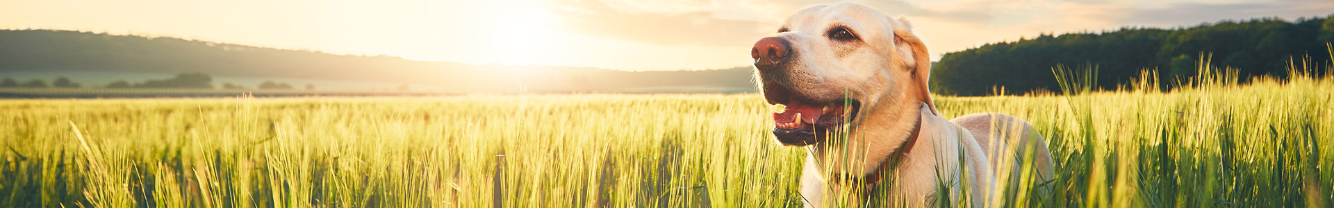Ein Labrador retriever steht in einem Feld mit hohem Gras, während die Sonne aufgeht.