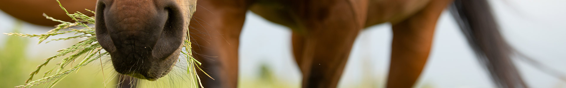 Ein Pferd grast auf einer Wiese, mit grünem Gras im Maul.