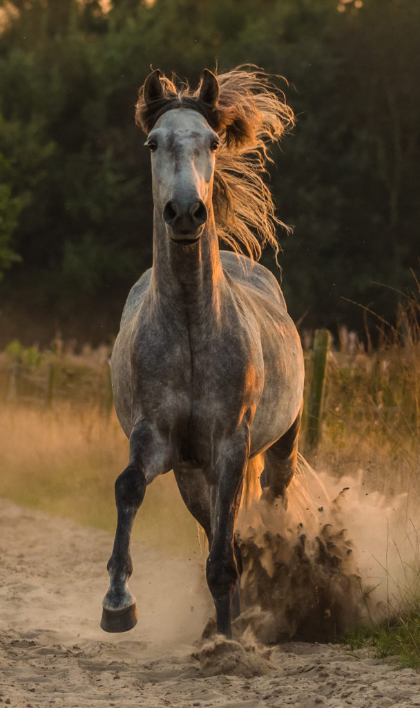 Ein graues Pferd läuft schnell über einen sandigen Weg, mit fliegender Mähne und Staubwolken um sich herum.