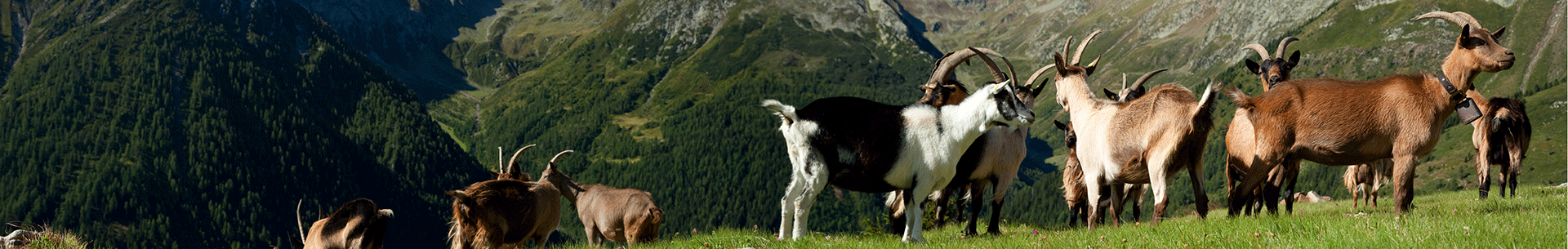 Eine Gruppe von Ziegen auf einer grünen Wiese mit Bergen im Hintergrund.