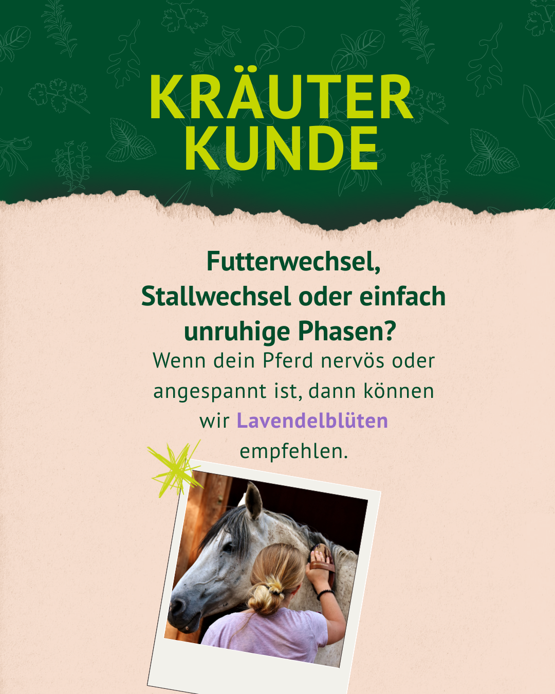 1. Lavendel Post der Kräuterkunde