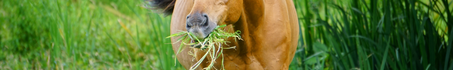 Ein braunes Pferd frisst auf einer Wiese Gras