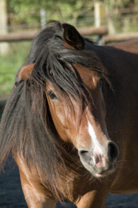 Fortgeschrittenes Sommerekzem