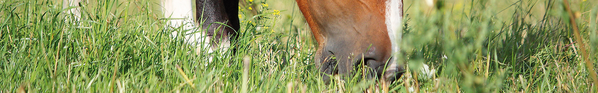 Ein Pferd frisst Gras auf einer Wiese.